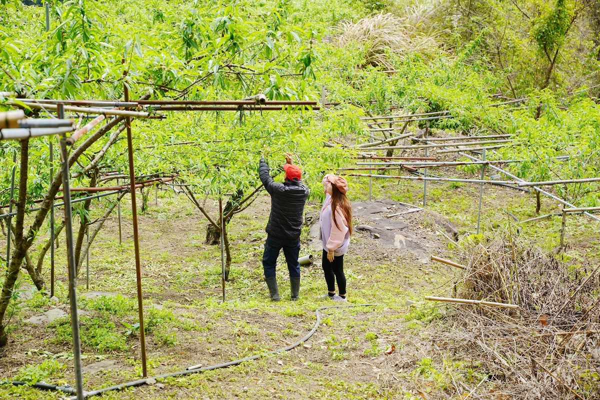 【拉拉山民宿推薦】親子住宿採果體驗好選擇 桃園復興小木屋包棟住宿首選 溪景生態農莊