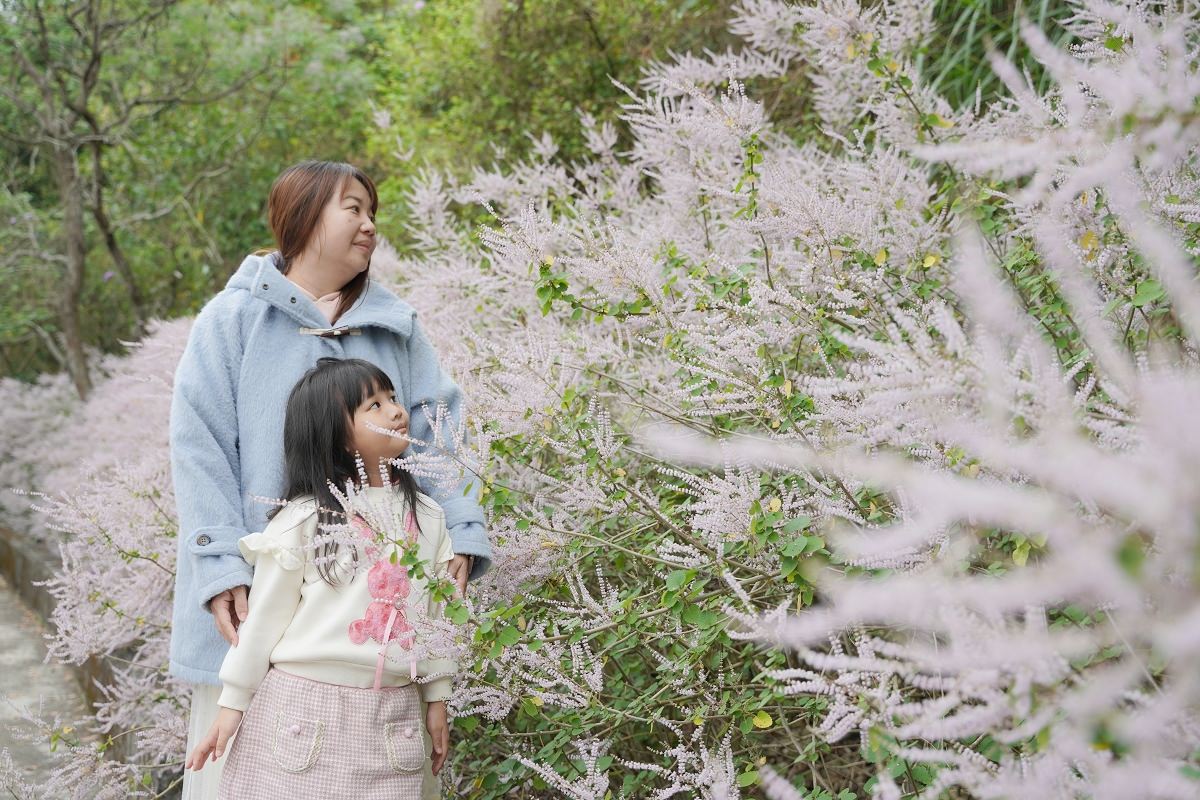 【南投麝香木花海景點推薦】三米高絕美麝香木花牆網美必訪 南投鹿谷粉紫花道秘境免費參觀 清水溝溪麝香木花道