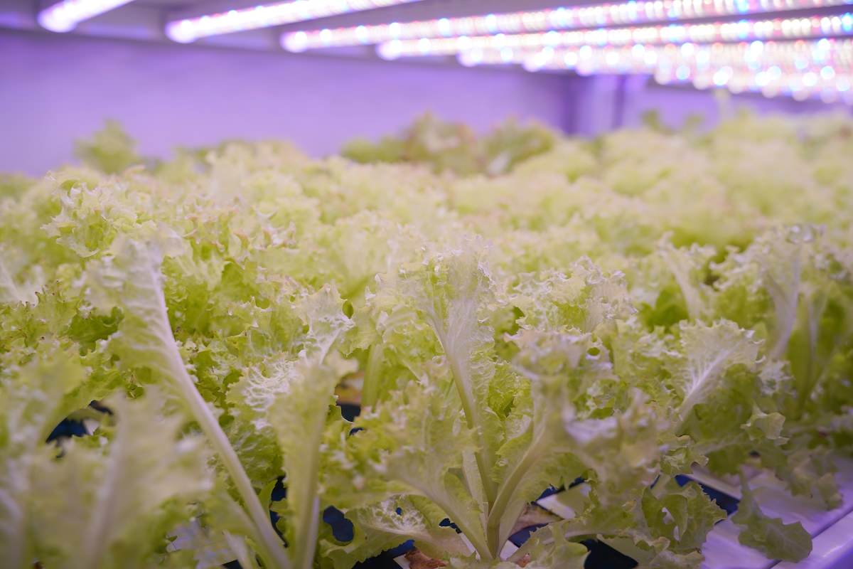 【桃園生菜沙拉推薦】全桃園最新鮮自家水耕農場 蔬菜之王羽衣甘藍綠拿鐵 純翠 Pure Veggies - 第23張圖 【桃園生菜沙拉推薦】全桃園最新鮮自家水耕農場 蔬菜之王羽衣甘藍綠拿鐵 純翠 Pure Veggies