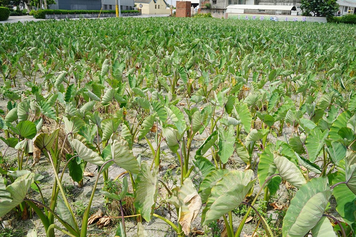 【台中海線免費景點推薦】芋頭生態園區 DIY手作芋頭酥 阿聰師芋頭文化館觀光工廠 - 第2張圖 【台中海線免費景點推薦】芋頭生態園區 DIY手作芋頭酥 阿聰師芋頭文化館觀光工廠