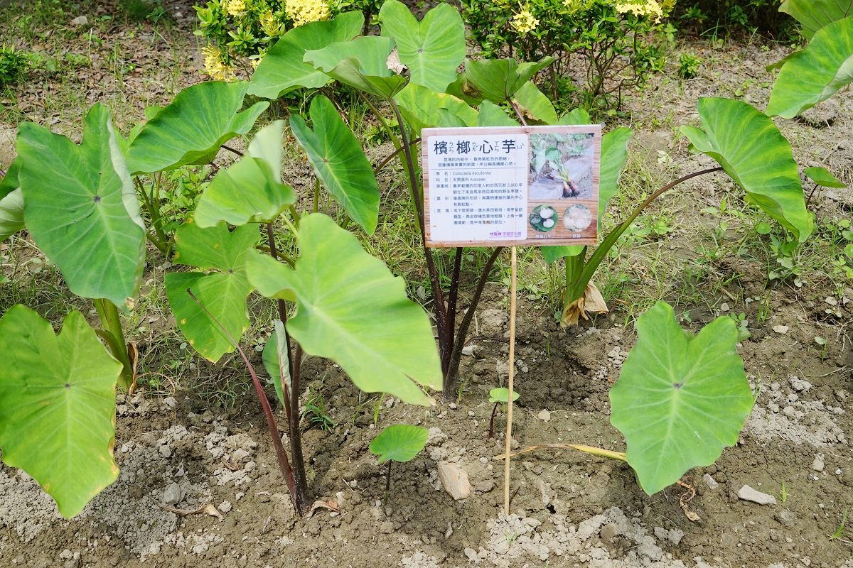 【台中海線免費景點推薦】芋頭生態園區 DIY手作芋頭酥 阿聰師芋頭文化館觀光工廠 - 第4張圖 【台中海線免費景點推薦】芋頭生態園區 DIY手作芋頭酥 阿聰師芋頭文化館觀光工廠