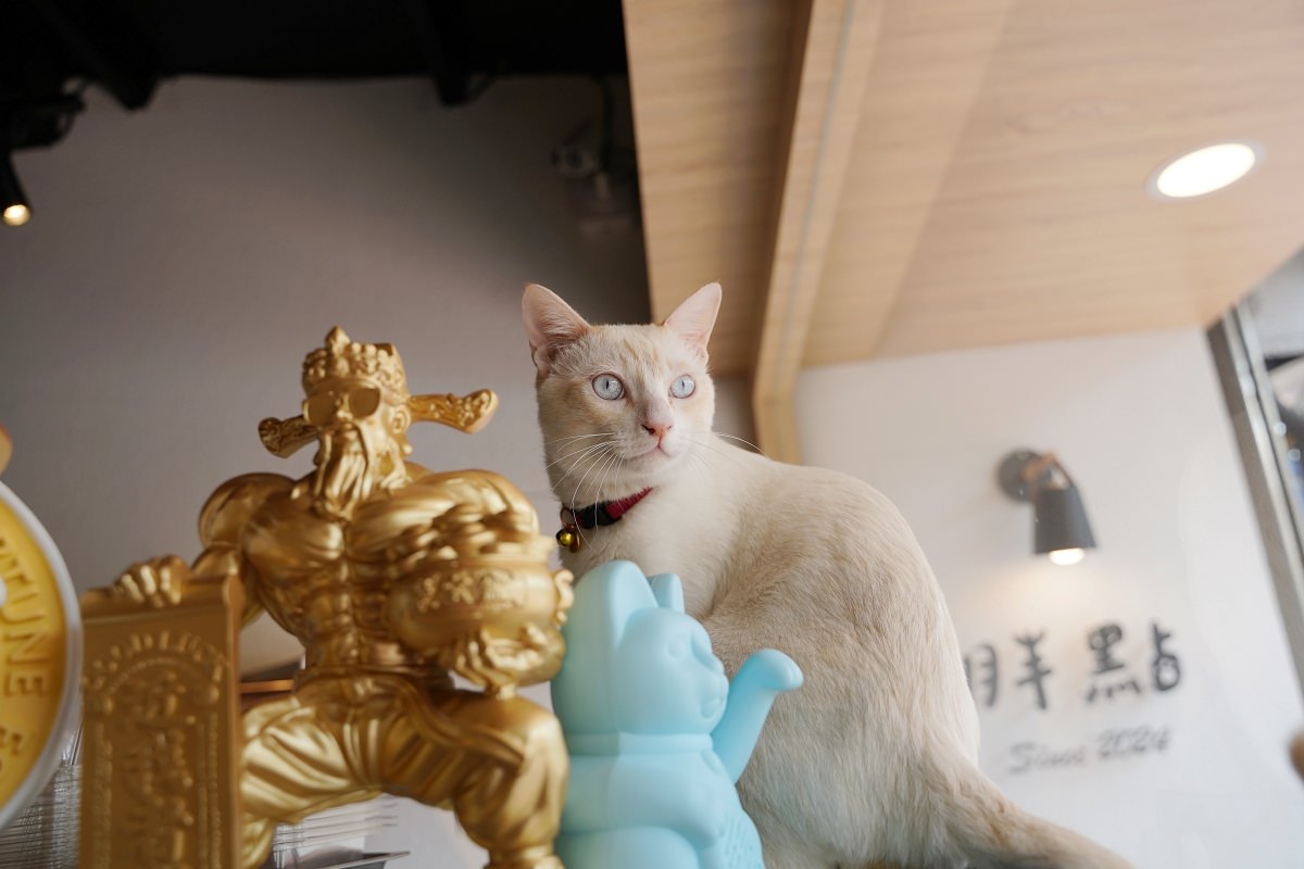 【龍潭貓咪餐廳推薦】龍潭寵物友善餐廳好選擇 龍潭親子餐廳兒童專屬遊戲區 胖點寵物親子友善餐廳