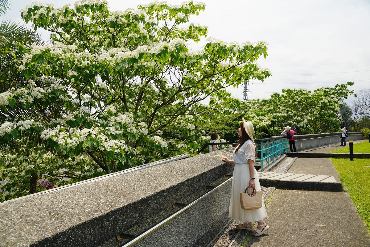 【桃園市客家文化館】桃園龍潭免費景點推薦 客家音樂館認識客家文化 桃園桐花季賞桐花必訪景點