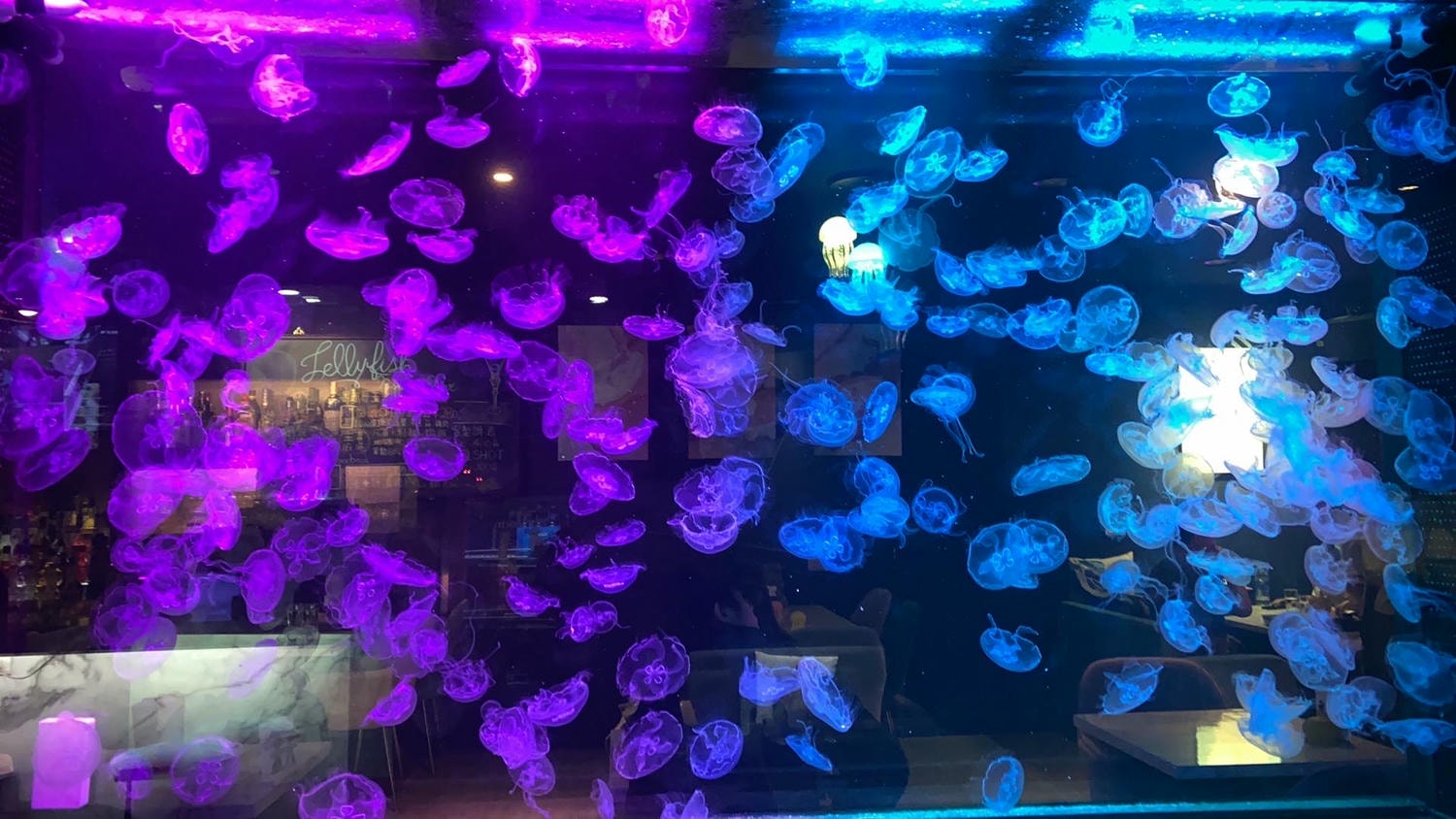 【桃園水母餐酒館】台灣第一家水母牆酒吧餐廳 浮誇調酒系列衝擊視覺饗宴 美式餐點網美打卡勝地 - 第5張圖 【桃園水母餐酒館】台灣第一家水母牆酒吧餐廳 浮誇調酒系列衝擊視覺饗宴 美式餐點網美打卡勝地