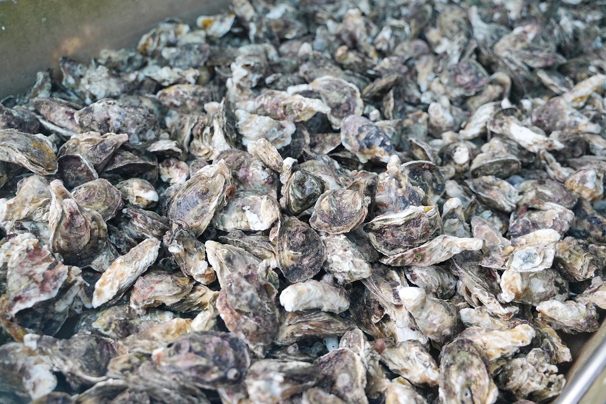 【澎湖牡蠣吃到飽推薦】澎湖最大海上休閒活動平台 炭烤牡蠣海產粥吃到飽 海上皇宮海洋牧場 - 第15張圖 【澎湖牡蠣吃到飽推薦】澎湖最大海上休閒活動平台 炭烤牡蠣海產粥吃到飽 海上皇宮海洋牧場