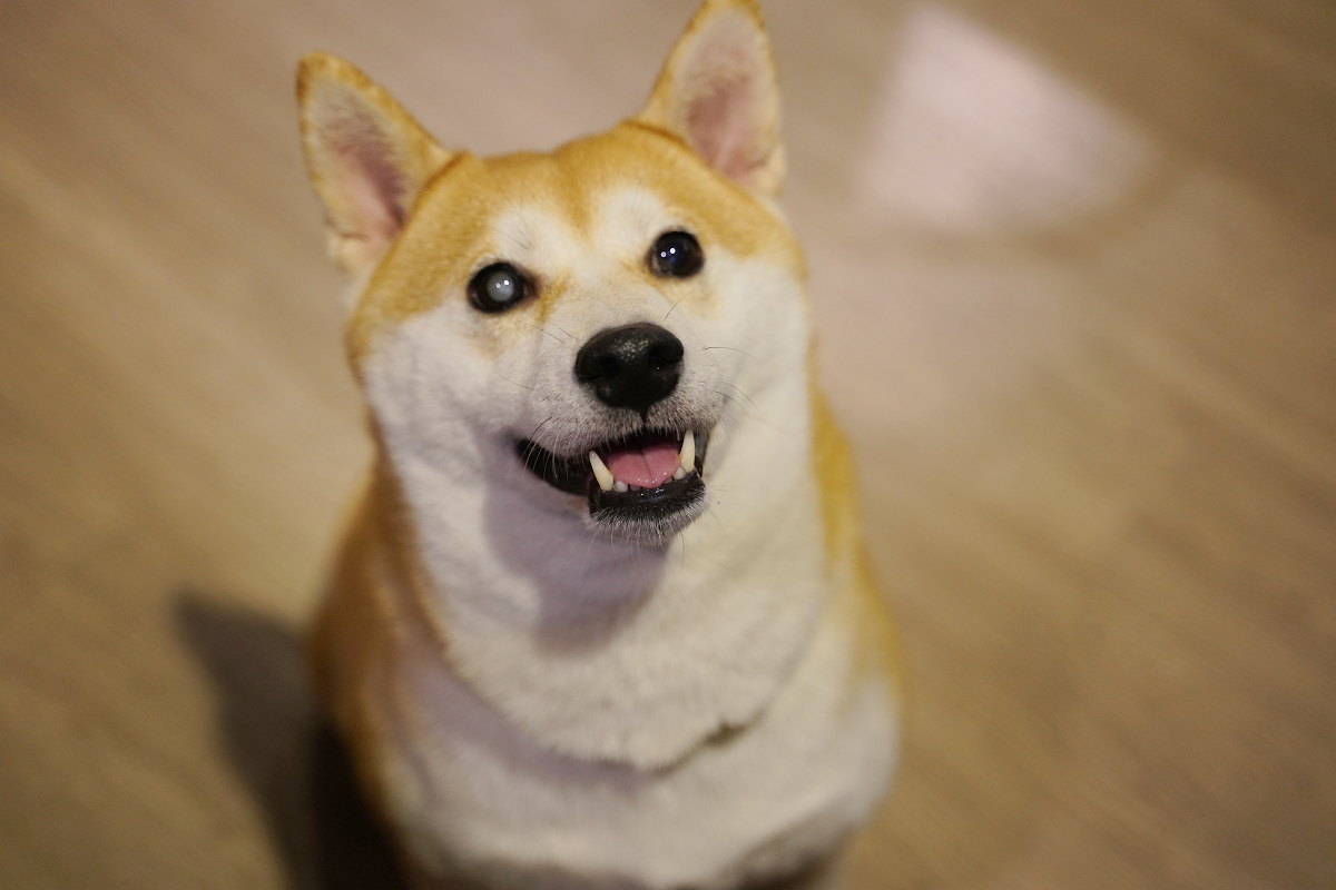 【柴聚小吃】中壢中原寵物友善餐廳推薦 可愛柴犬店長顧店 美味必點定食/咖哩飯 近莒光環保公園