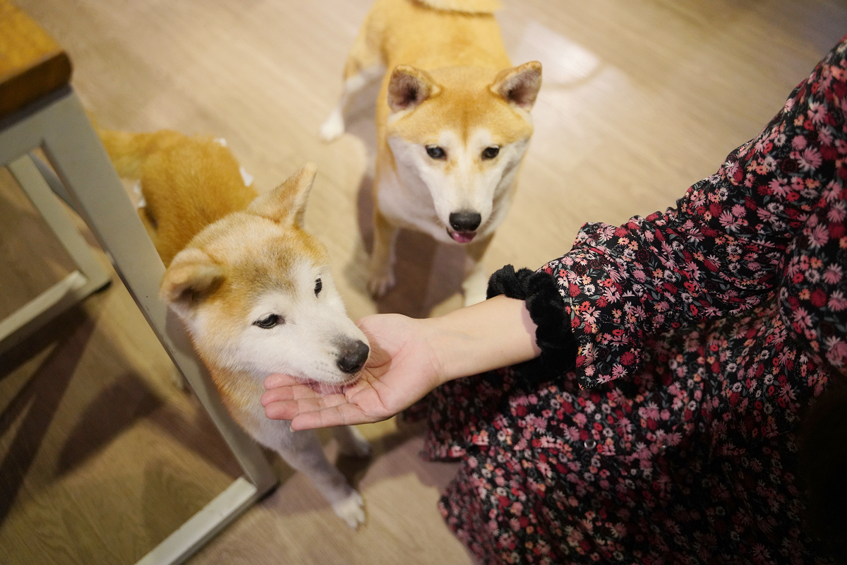 【柴聚小吃】中壢中原寵物友善餐廳推薦 可愛柴犬店長顧店 美味必點定食/咖哩飯 近莒光環保公園