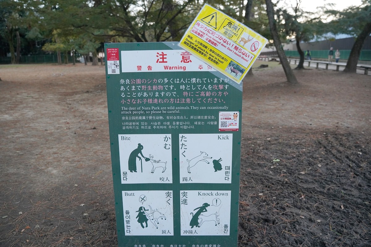 【奈良行程景點推薦】奈良餵鹿趣 快拿出鹿仙貝「鹿せんべい」來收服鹿寶貝吧！！