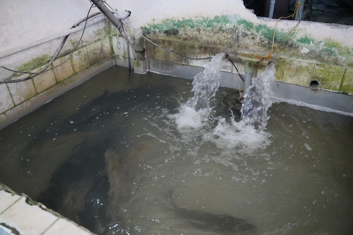 【桃園大溪聚餐餐廳推薦】石門水庫活魚餐廳好選擇 超高CP值桌菜料理 山霸王活魚土雞餐廳