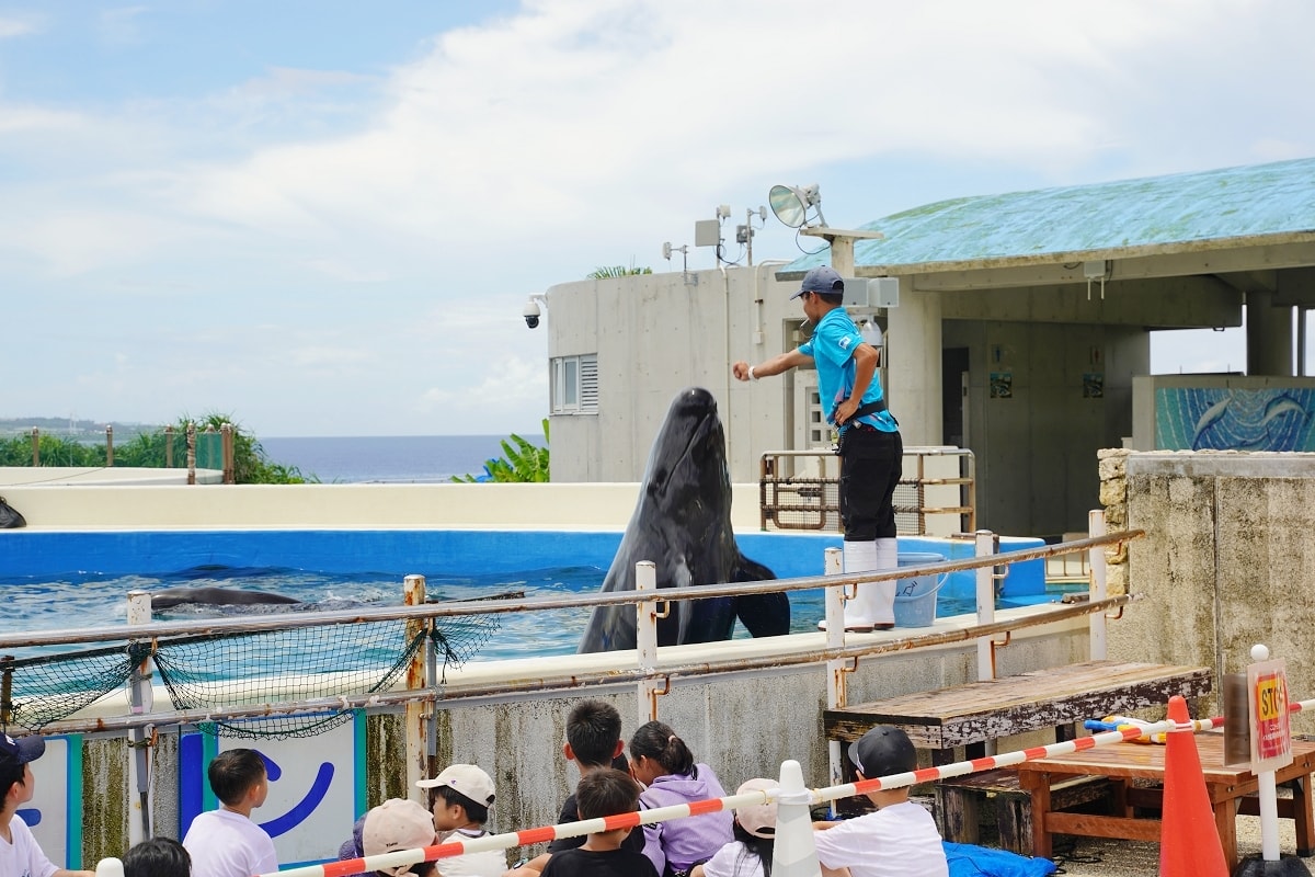 【沖繩免費景點推薦】大型海洋主題公園 免費海豚劇場海豚表演 國營沖繩紀念公園•海洋博公園 - 第22張圖 【沖繩免費景點推薦】大型海洋主題公園 免費海豚劇場海豚表演 國營沖繩紀念公園•海洋博公園
