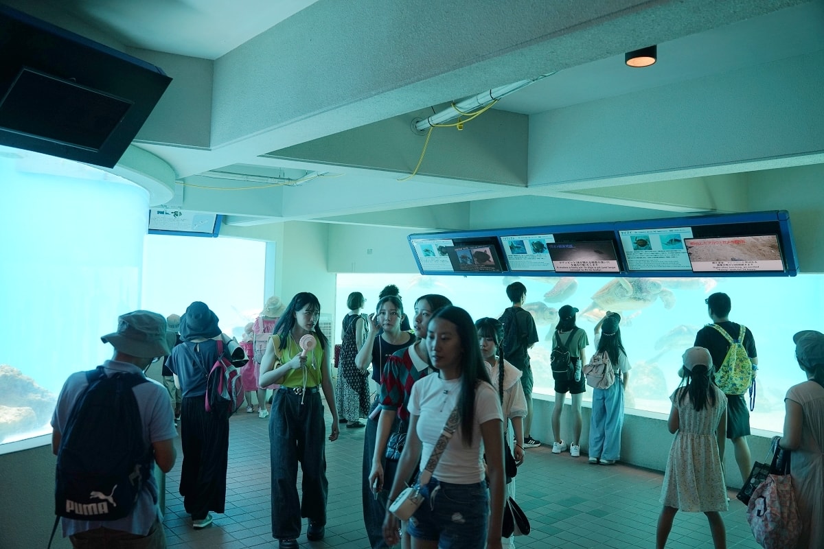 【沖繩免費景點推薦】大型海洋主題公園 免費海豚劇場海豚表演 國營沖繩紀念公園•海洋博公園 - 第26張圖 【沖繩免費景點推薦】大型海洋主題公園 免費海豚劇場海豚表演 國營沖繩紀念公園•海洋博公園