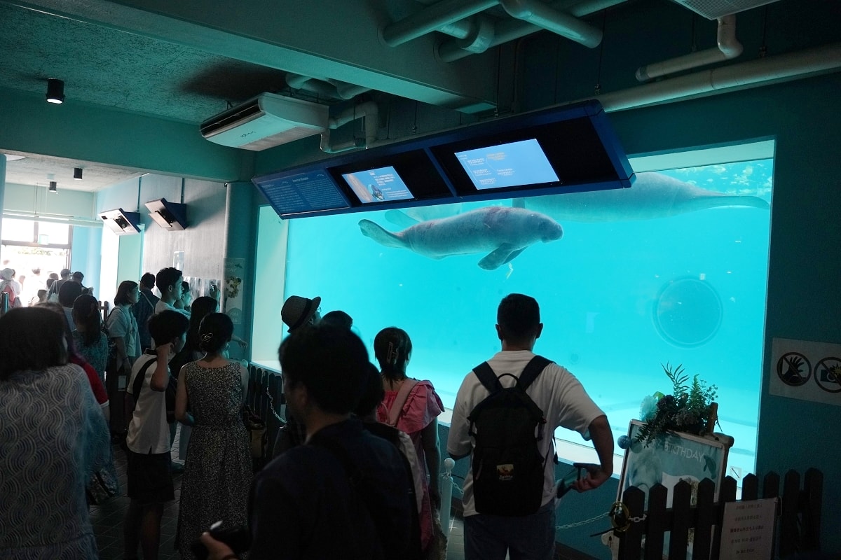 【沖繩免費景點推薦】大型海洋主題公園 免費海豚劇場海豚表演 國營沖繩紀念公園•海洋博公園 - 第29張圖 【沖繩免費景點推薦】大型海洋主題公園 免費海豚劇場海豚表演 國營沖繩紀念公園•海洋博公園