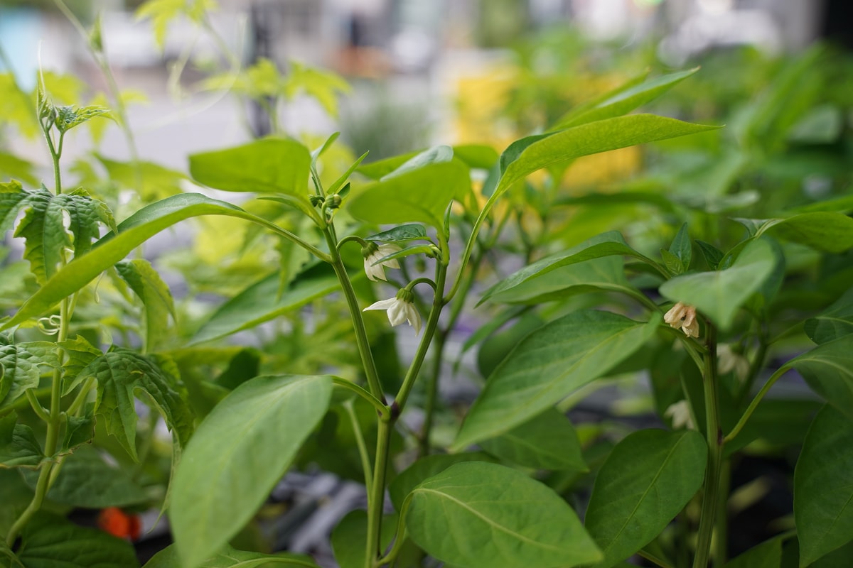 【沃圃種苗】桃園蘆竹南崁種苗店推薦 種菜肥料首選 蔬菜種苗/種子/肥料/園藝相關產品販售 - 第6張圖 【沃圃種苗】桃園蘆竹南崁種苗店推薦 種菜肥料首選 蔬菜種苗/種子/肥料/園藝相關產品販售