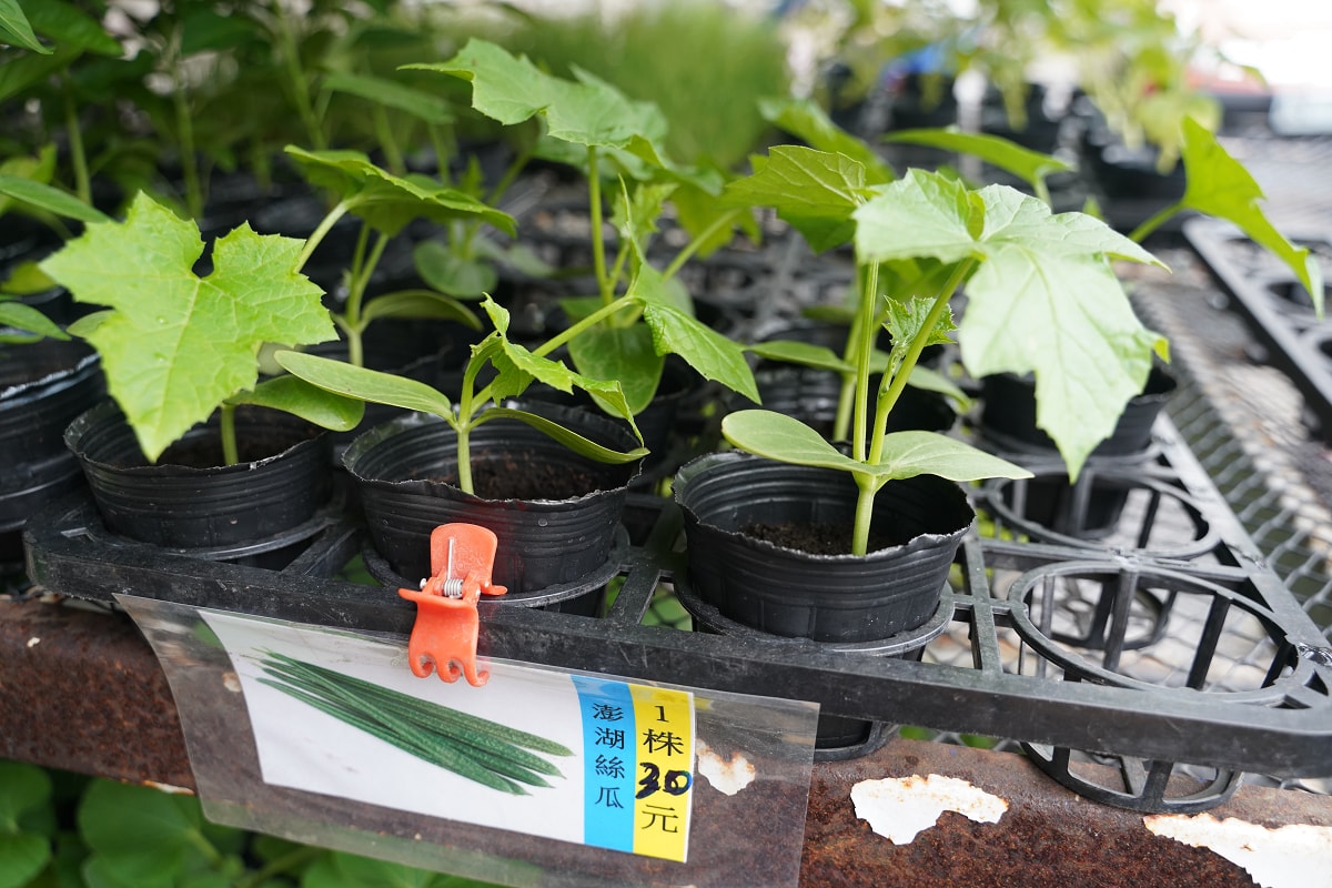 【沃圃種苗】桃園蘆竹南崁種苗店推薦 種菜肥料首選 蔬菜種苗/種子/肥料/園藝相關產品販售 - 第9張圖 【沃圃種苗】桃園蘆竹南崁種苗店推薦 種菜肥料首選 蔬菜種苗/種子/肥料/園藝相關產品販售