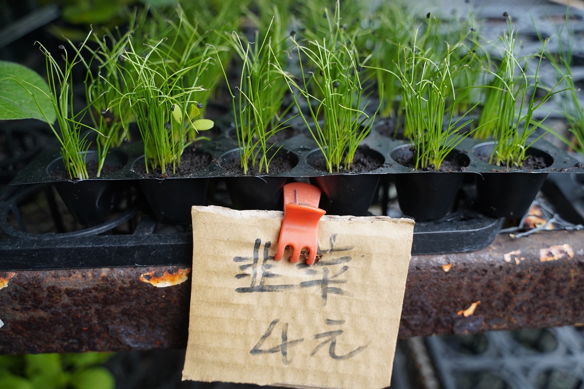 【沃圃種苗】桃園蘆竹南崁種苗店推薦 種菜肥料首選 蔬菜種苗/種子/肥料/園藝相關產品販售 - 第10張圖 【沃圃種苗】桃園蘆竹南崁種苗店推薦 種菜肥料首選 蔬菜種苗/種子/肥料/園藝相關產品販售