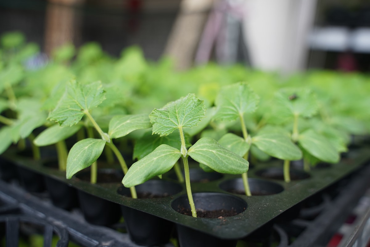 【沃圃種苗】桃園蘆竹南崁種苗店推薦 種菜肥料首選 蔬菜種苗/種子/肥料/園藝相關產品販售 - 第13張圖 【沃圃種苗】桃園蘆竹南崁種苗店推薦 種菜肥料首選 蔬菜種苗/種子/肥料/園藝相關產品販售