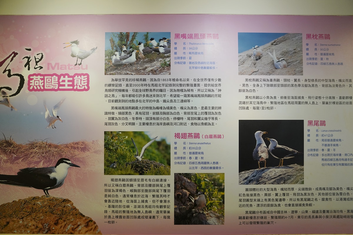 【藍眼淚生態館】馬祖南竿室內景點推薦 美國CNN列為世界15大奇景 馬祖藍眼淚保證看得到 - 第8張圖 【藍眼淚生態館】馬祖南竿室內景點推薦 美國CNN列為世界15大奇景 馬祖藍眼淚保證看得到