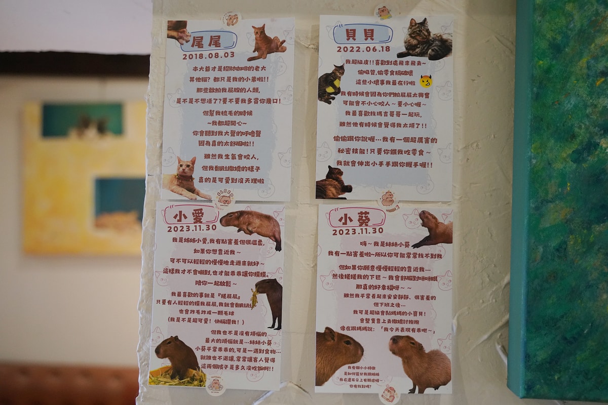 【招財咖啡】新竹巷弄美食推薦 美味必點早午餐/咖哩飯/下午茶 超可愛貓咪與水豚君作陪