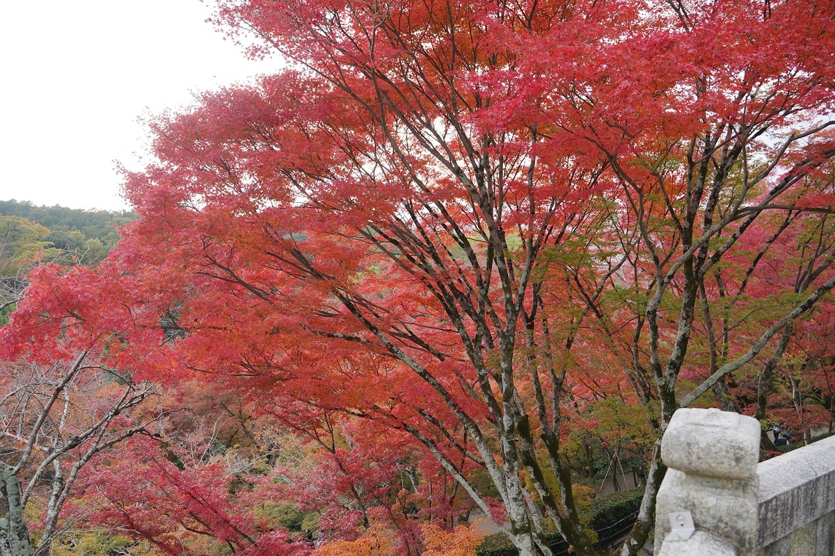【京都賞楓景點推薦】世界文化遺產清水舞台 絕美秋色楓紅此生必訪 京都音羽山清水寺