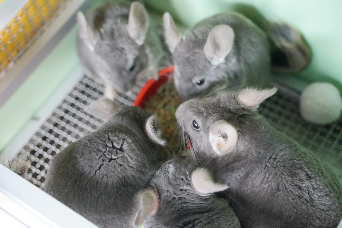 【大溪親子景點推薦】萬坪珍禽鳥類可愛動物莊園 龍貓巴士真的有龍貓 蘇家莊園