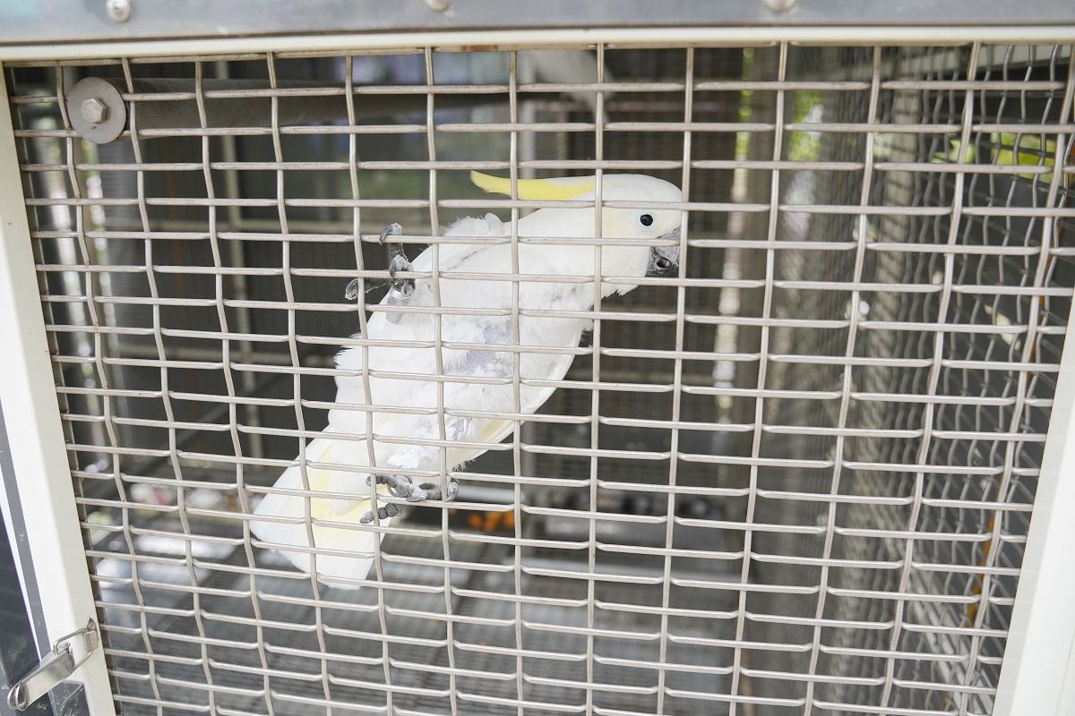 【大溪親子景點推薦】萬坪珍禽鳥類可愛動物莊園 龍貓巴士真的有龍貓 蘇家莊園