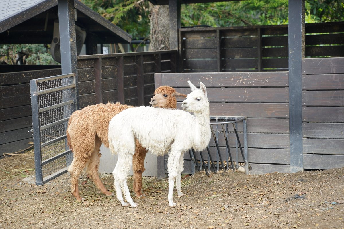 【大溪親子景點推薦】萬坪珍禽鳥類可愛動物莊園 龍貓巴士真的有龍貓 蘇家莊園