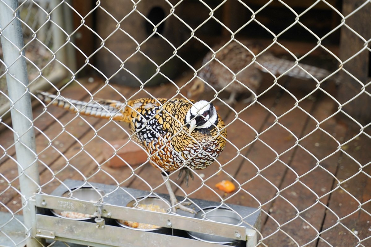 【大溪親子景點推薦】萬坪珍禽鳥類可愛動物莊園 龍貓巴士真的有龍貓 蘇家莊園
