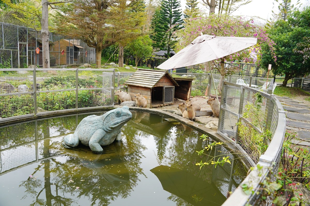 【大溪親子景點推薦】萬坪珍禽鳥類可愛動物莊園 龍貓巴士真的有龍貓 蘇家莊園