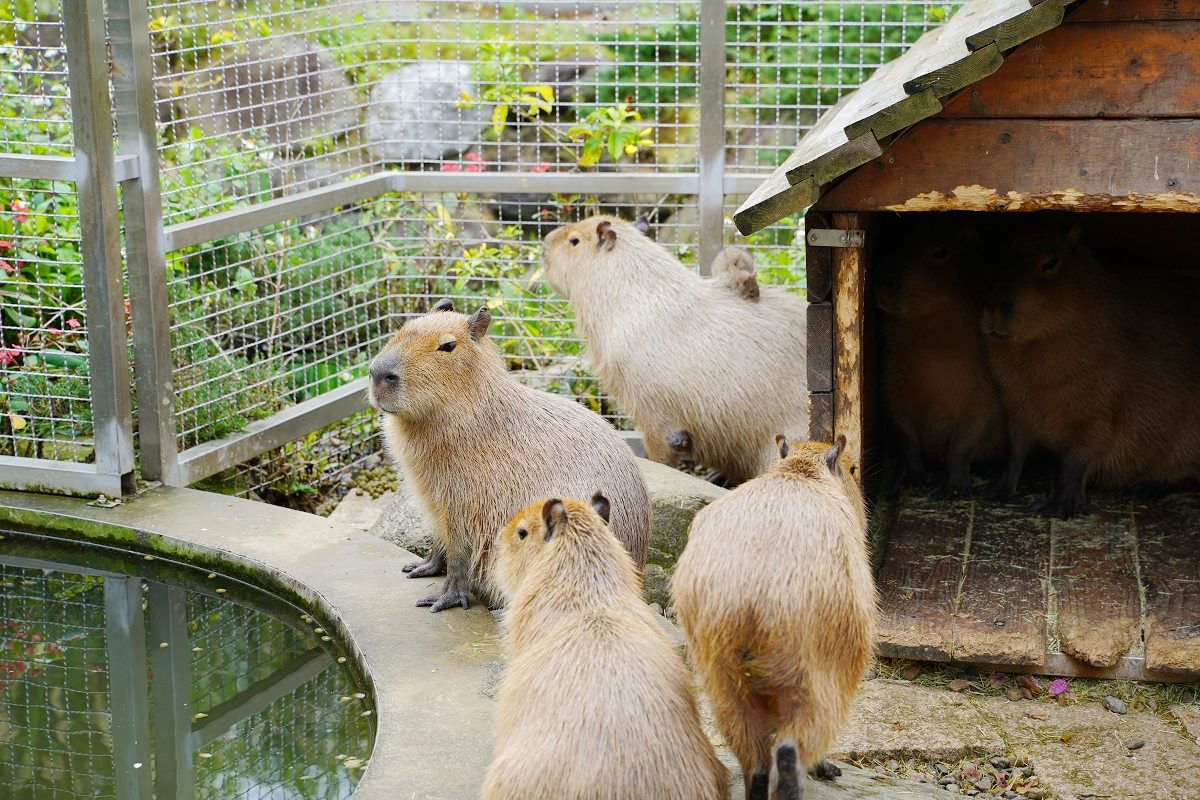 【大溪親子景點推薦】萬坪珍禽鳥類可愛動物莊園 龍貓巴士真的有龍貓 蘇家莊園