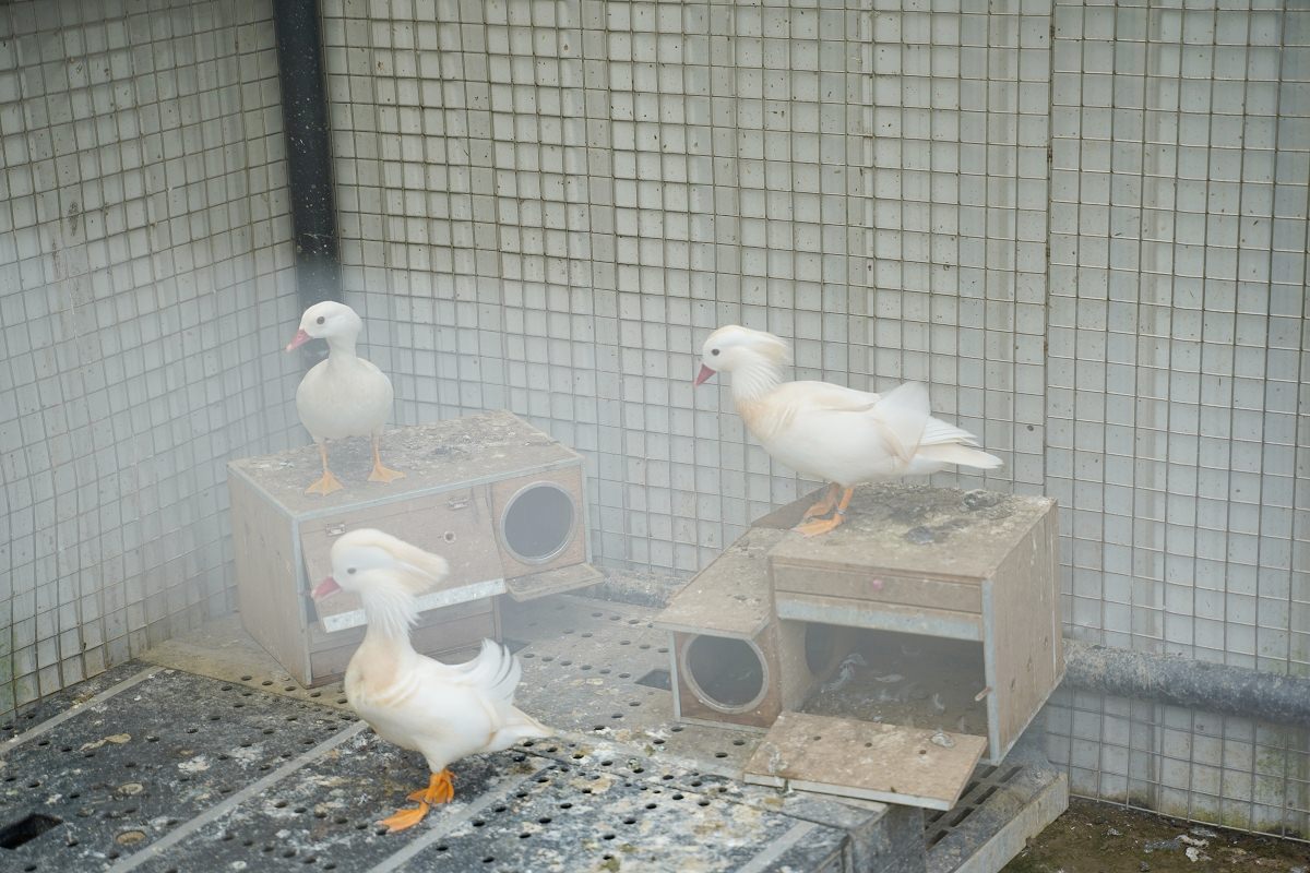 【大溪親子景點推薦】萬坪珍禽鳥類可愛動物莊園 龍貓巴士真的有龍貓 蘇家莊園
