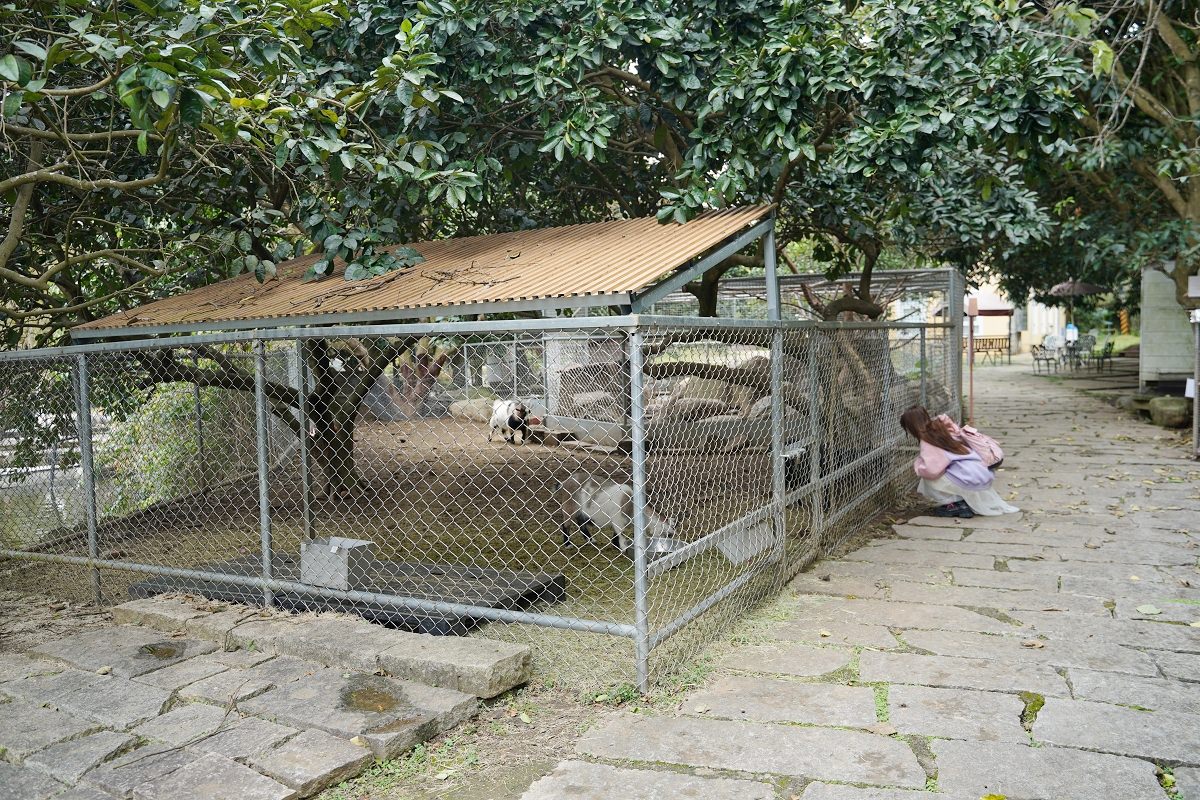 【大溪親子景點推薦】萬坪珍禽鳥類可愛動物莊園 龍貓巴士真的有龍貓 蘇家莊園
