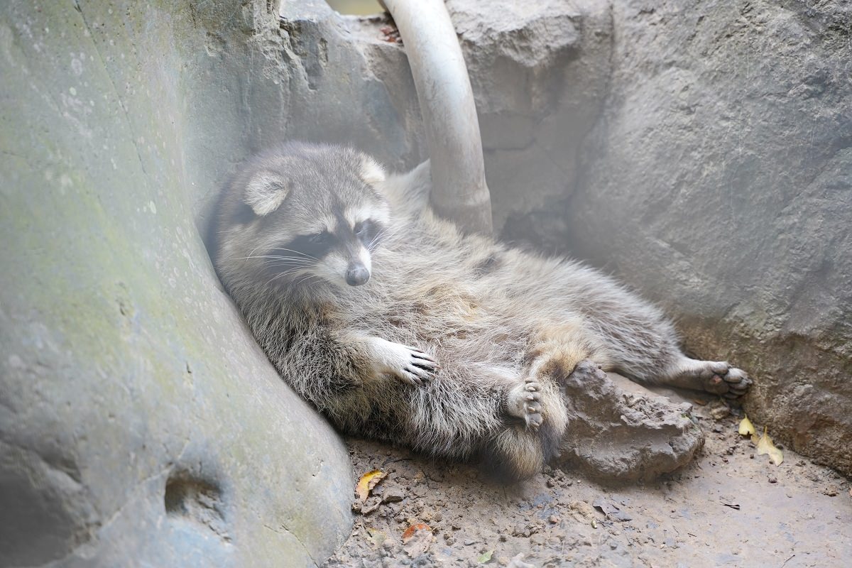 【大溪親子景點推薦】萬坪珍禽鳥類可愛動物莊園 龍貓巴士真的有龍貓 蘇家莊園