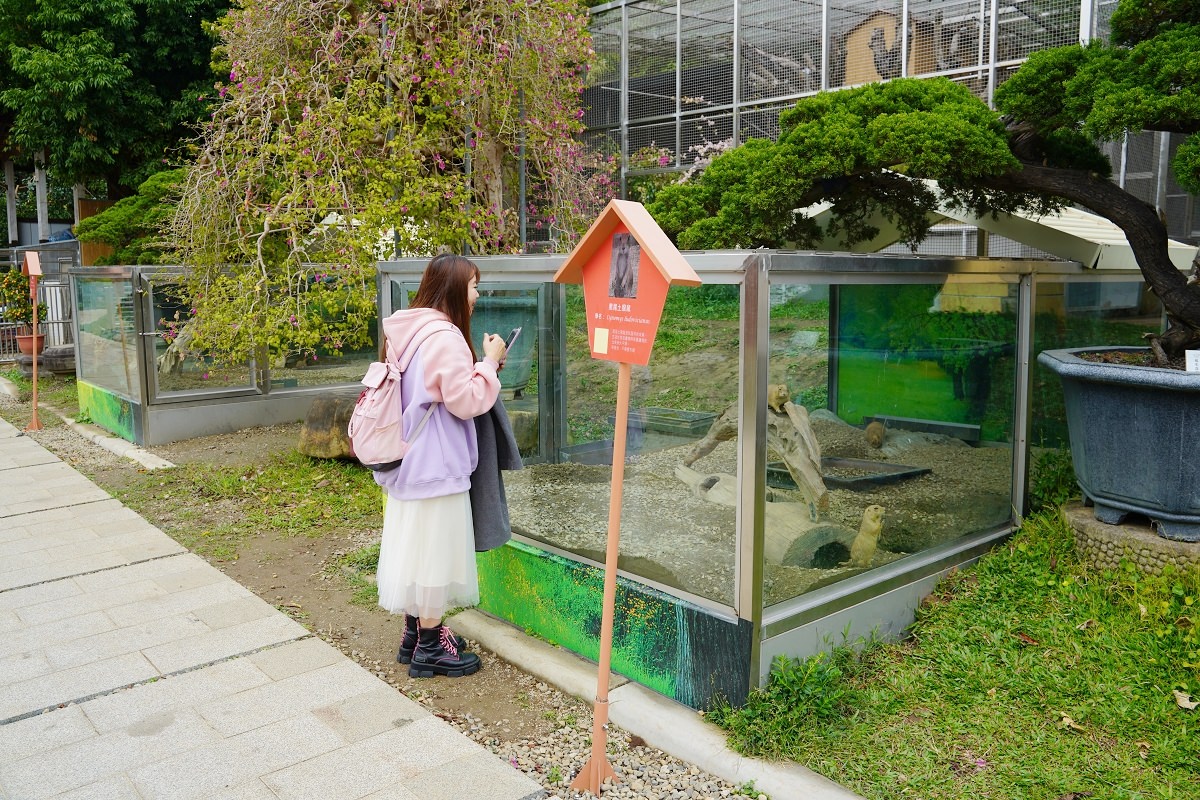 【大溪親子景點推薦】萬坪珍禽鳥類可愛動物莊園 龍貓巴士真的有龍貓 蘇家莊園