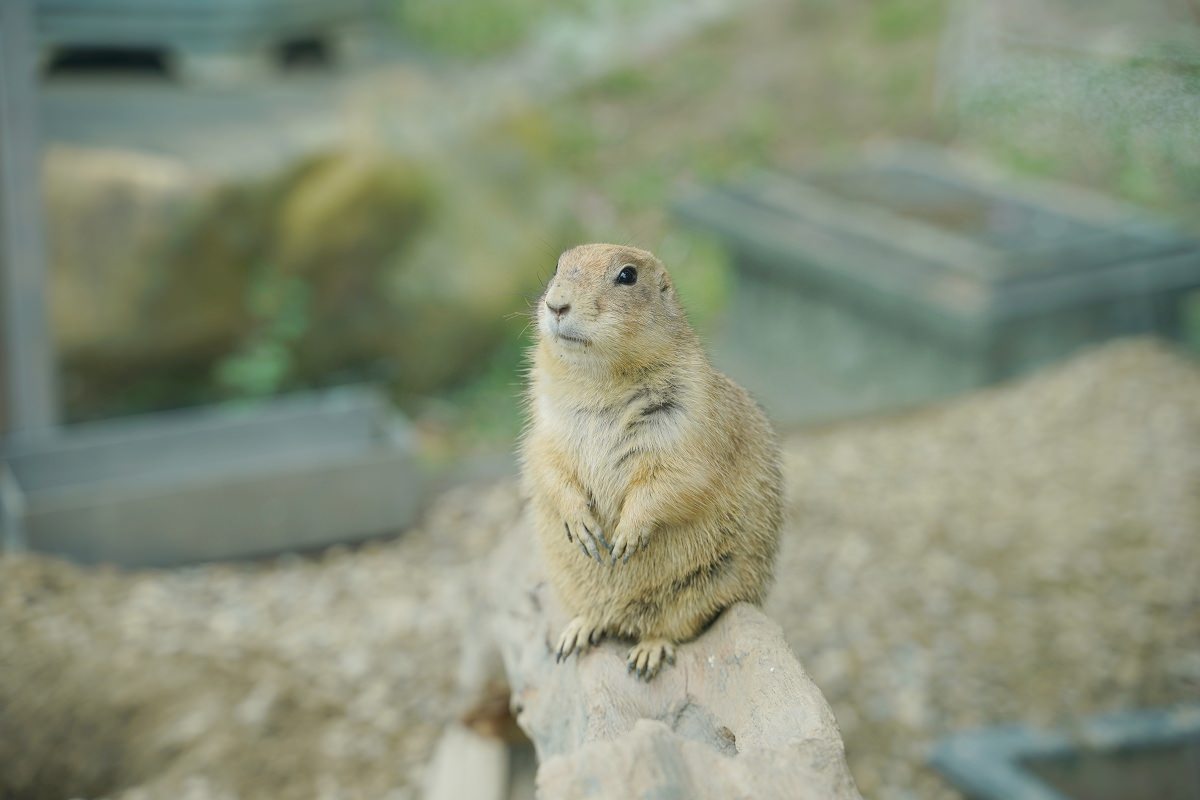 【大溪親子景點推薦】萬坪珍禽鳥類可愛動物莊園 龍貓巴士真的有龍貓 蘇家莊園