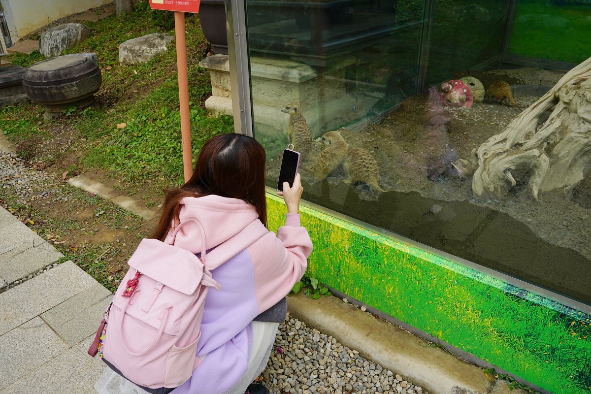 【大溪親子景點推薦】萬坪珍禽鳥類可愛動物莊園 龍貓巴士真的有龍貓 蘇家莊園