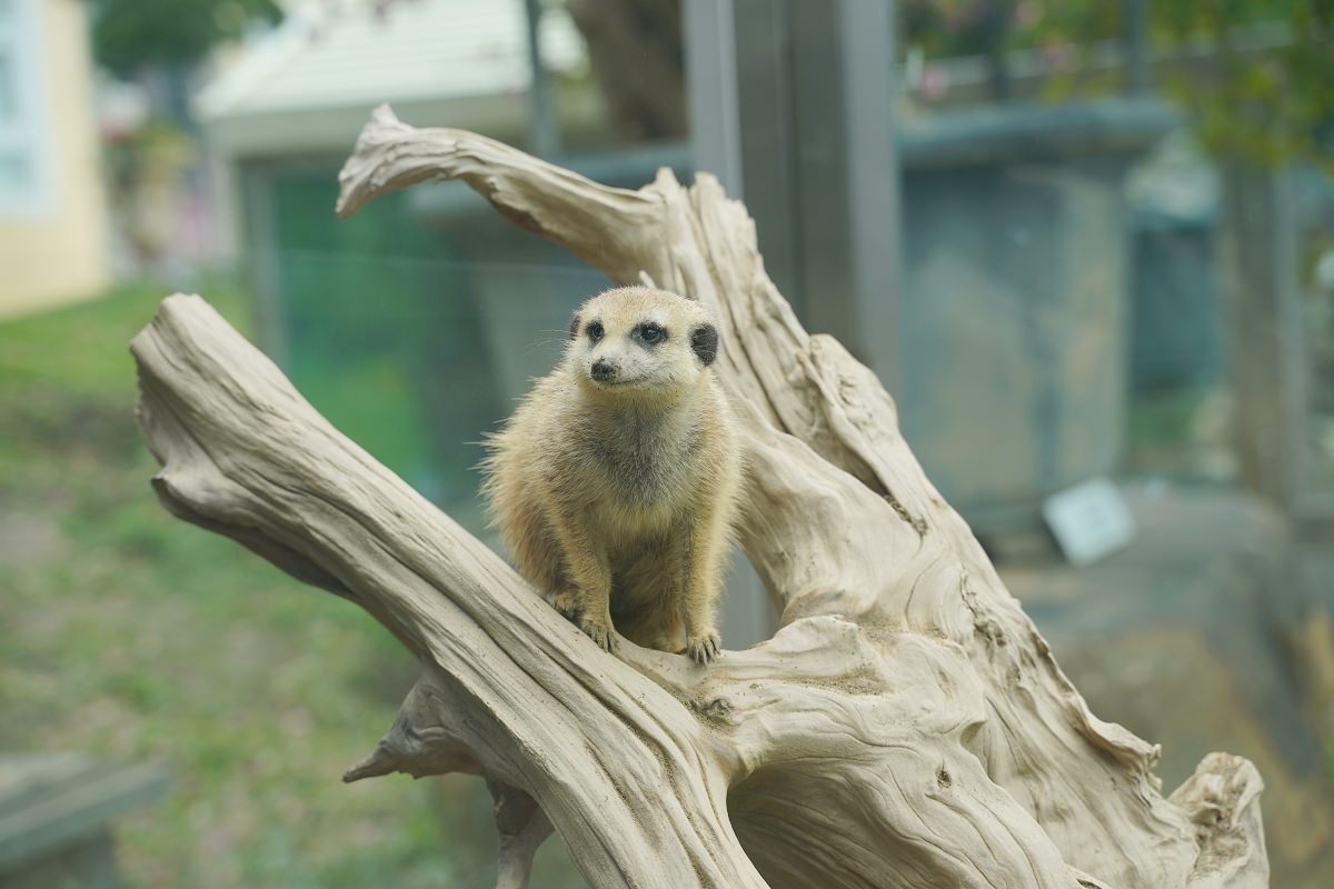 【大溪親子景點推薦】萬坪珍禽鳥類可愛動物莊園 龍貓巴士真的有龍貓 蘇家莊園