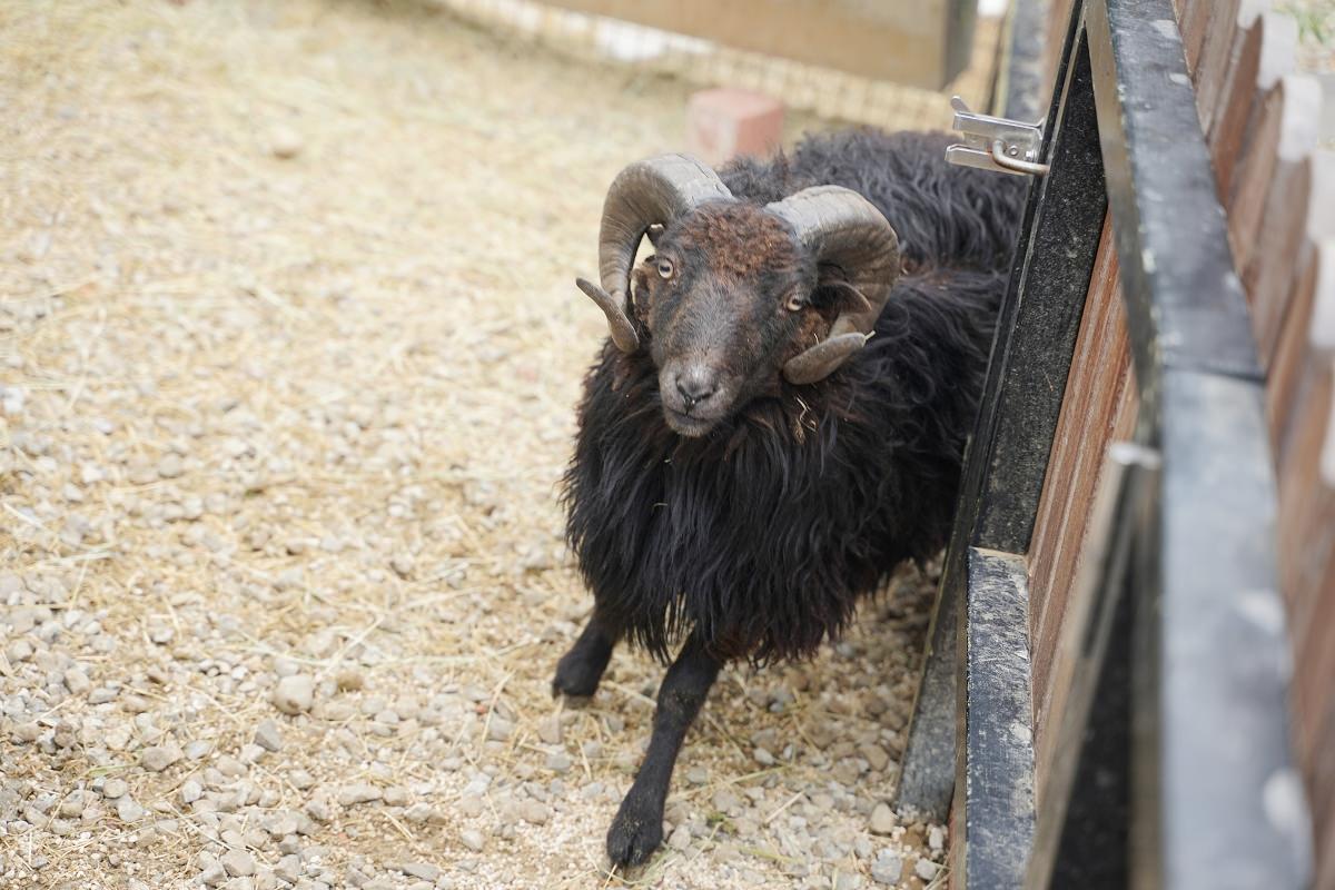【大溪親子景點推薦】萬坪珍禽鳥類可愛動物莊園 龍貓巴士真的有龍貓 蘇家莊園