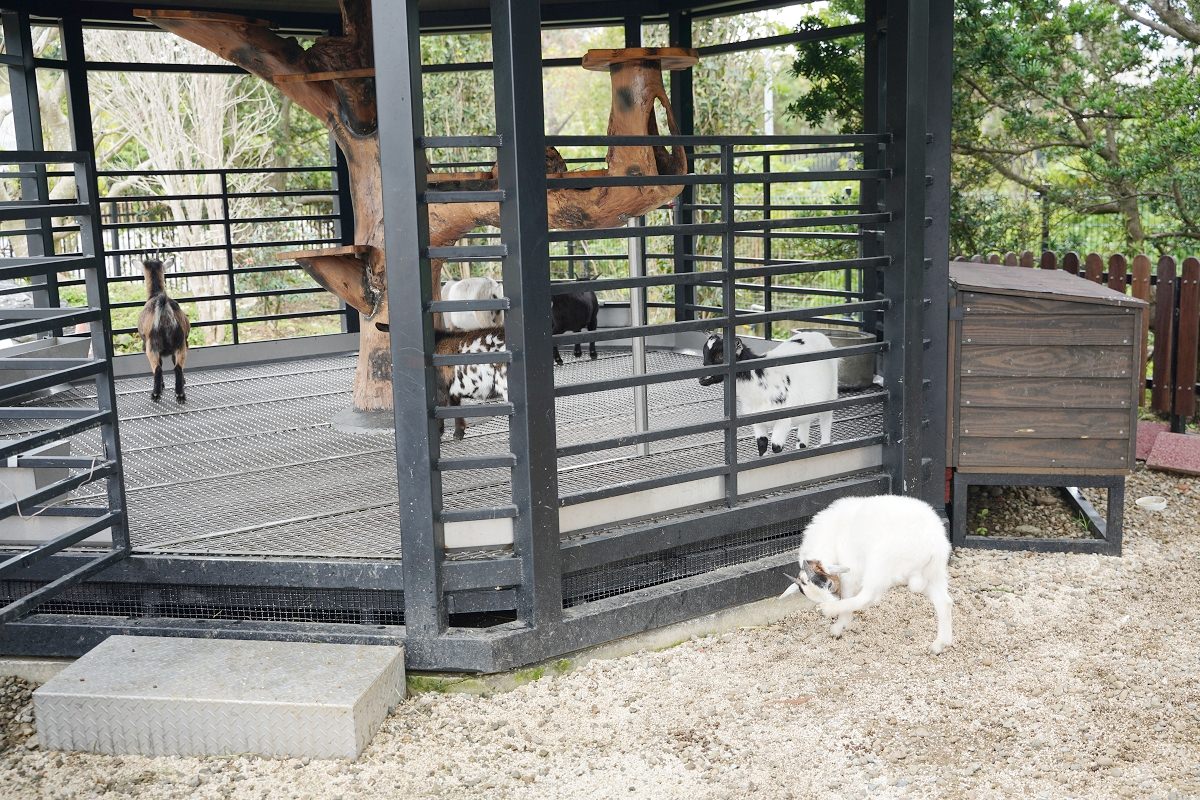 【大溪親子景點推薦】萬坪珍禽鳥類可愛動物莊園 龍貓巴士真的有龍貓 蘇家莊園