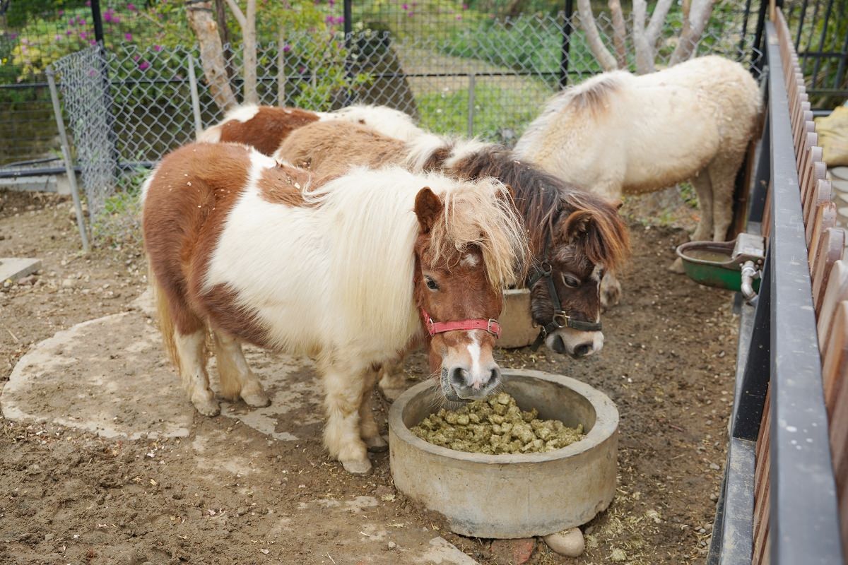【大溪親子景點推薦】萬坪珍禽鳥類可愛動物莊園 龍貓巴士真的有龍貓 蘇家莊園