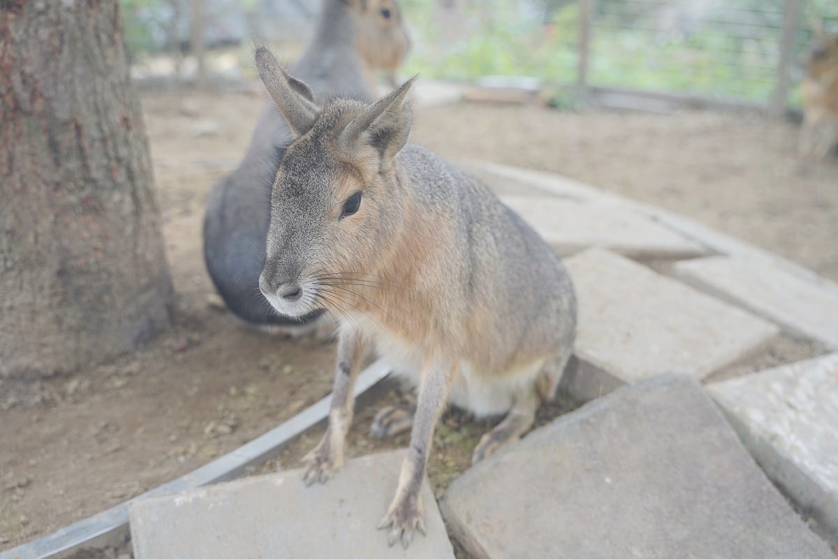 【大溪親子景點推薦】萬坪珍禽鳥類可愛動物莊園 龍貓巴士真的有龍貓 蘇家莊園