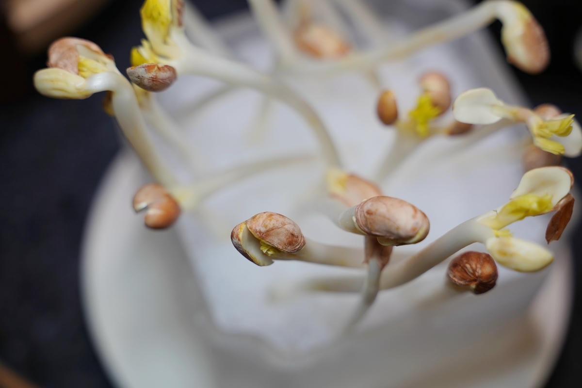 【小膳香成都麻辣火鍋】全台第一間手工現切溫體牛麻辣火鍋 10種當日現宰溫體牛部位全台北唯一 - 第34張圖 【小膳香成都麻辣火鍋】全台第一間手工現切溫體牛麻辣火鍋 10種當日現宰溫體牛部位全台北唯一