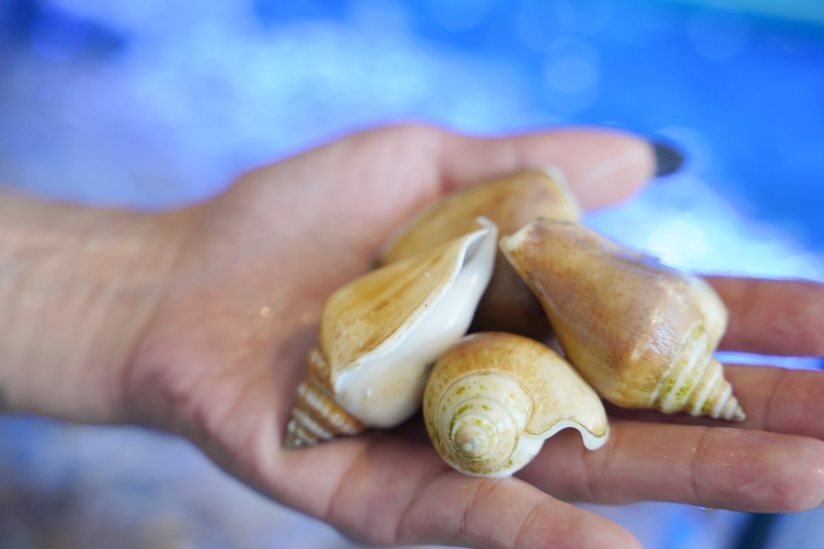 【臨海樓海鮮料理】澎湖海鮮餐廳海景包廂 獨特海鮮美食通通有 美味必點冰鎮絲瓜/魷魚沙西米