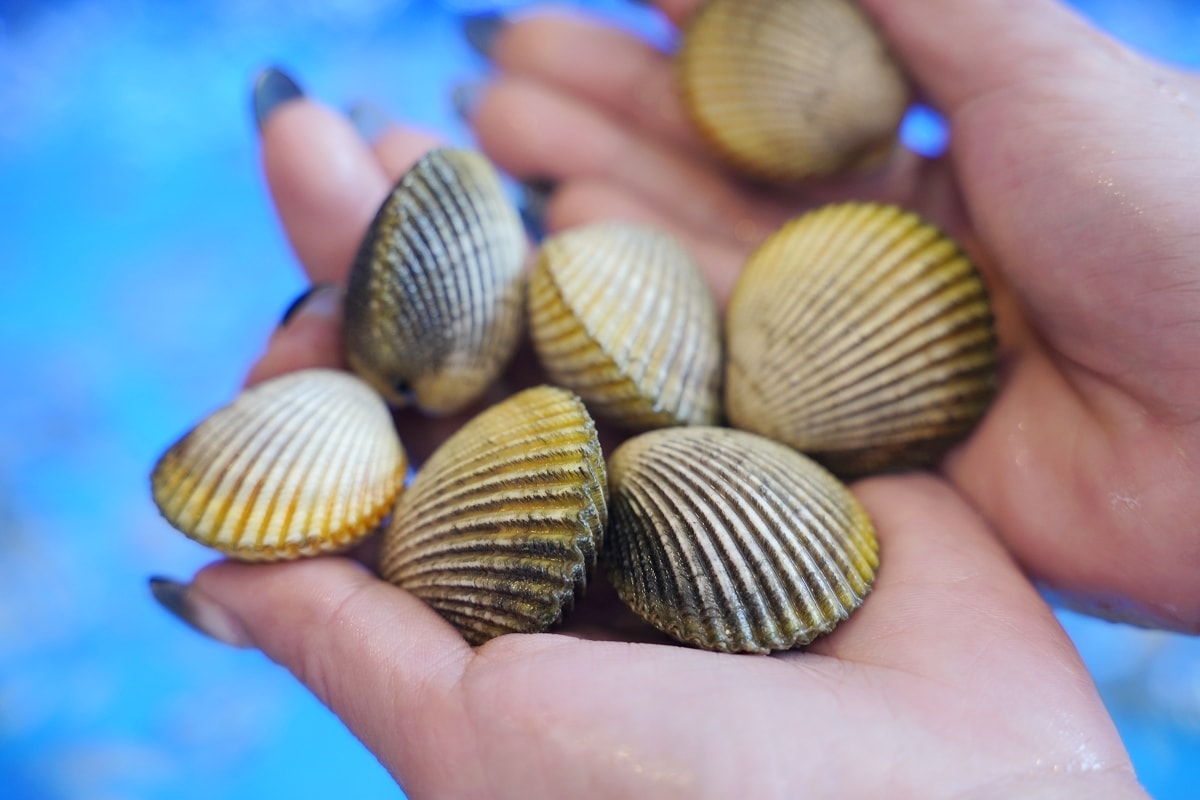 【臨海樓海鮮料理】澎湖海鮮餐廳海景包廂 獨特海鮮美食通通有 美味必點冰鎮絲瓜/魷魚沙西米