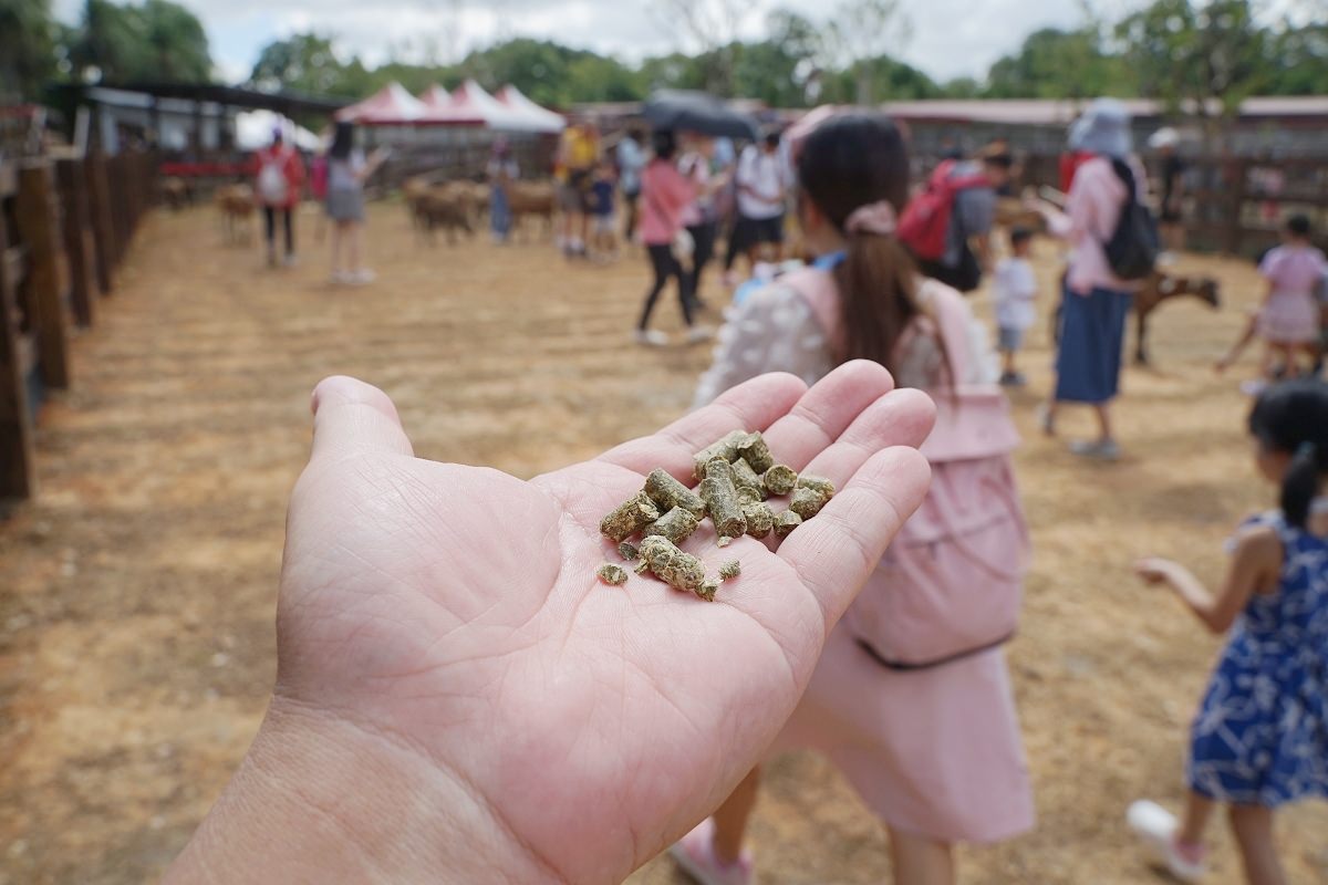 【桃園親子景點推薦】全新登場萌萌村和風祭 五米「豚神」裝置藝術閃亮登場 埔心牧場主題樂園