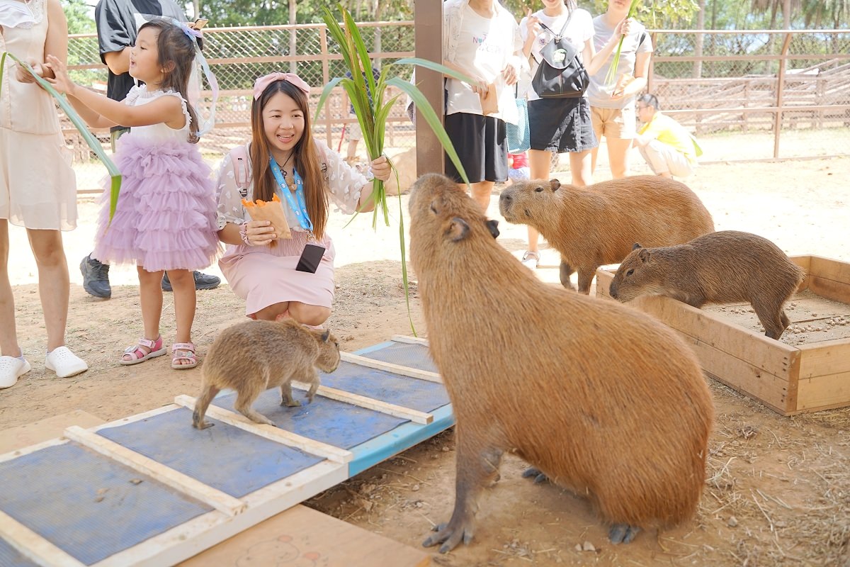 【桃園親子景點推薦】全新登場萌萌村和風祭 五米「豚神」裝置藝術閃亮登場 埔心牧場主題樂園