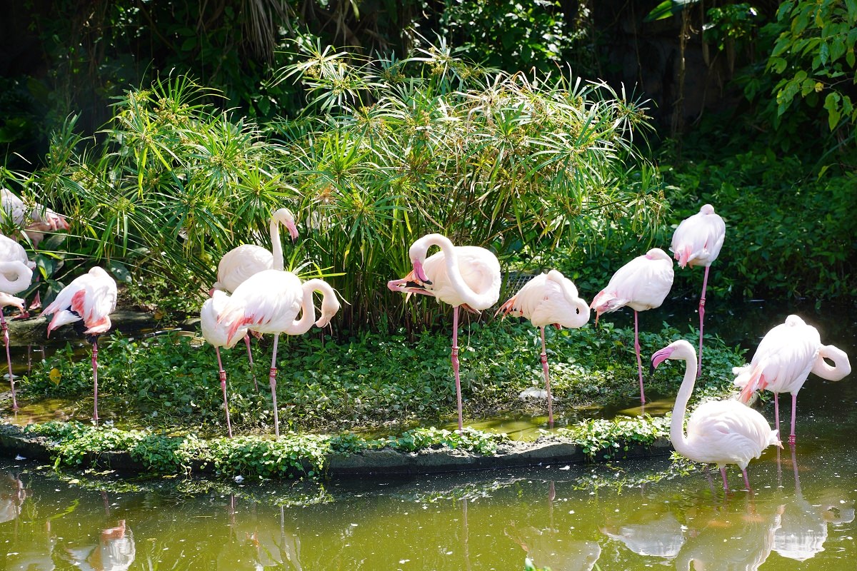 【台北親子景點推薦】全台佔地面積最大動物園 百年歷史創立於1914年 臺北市立動物園