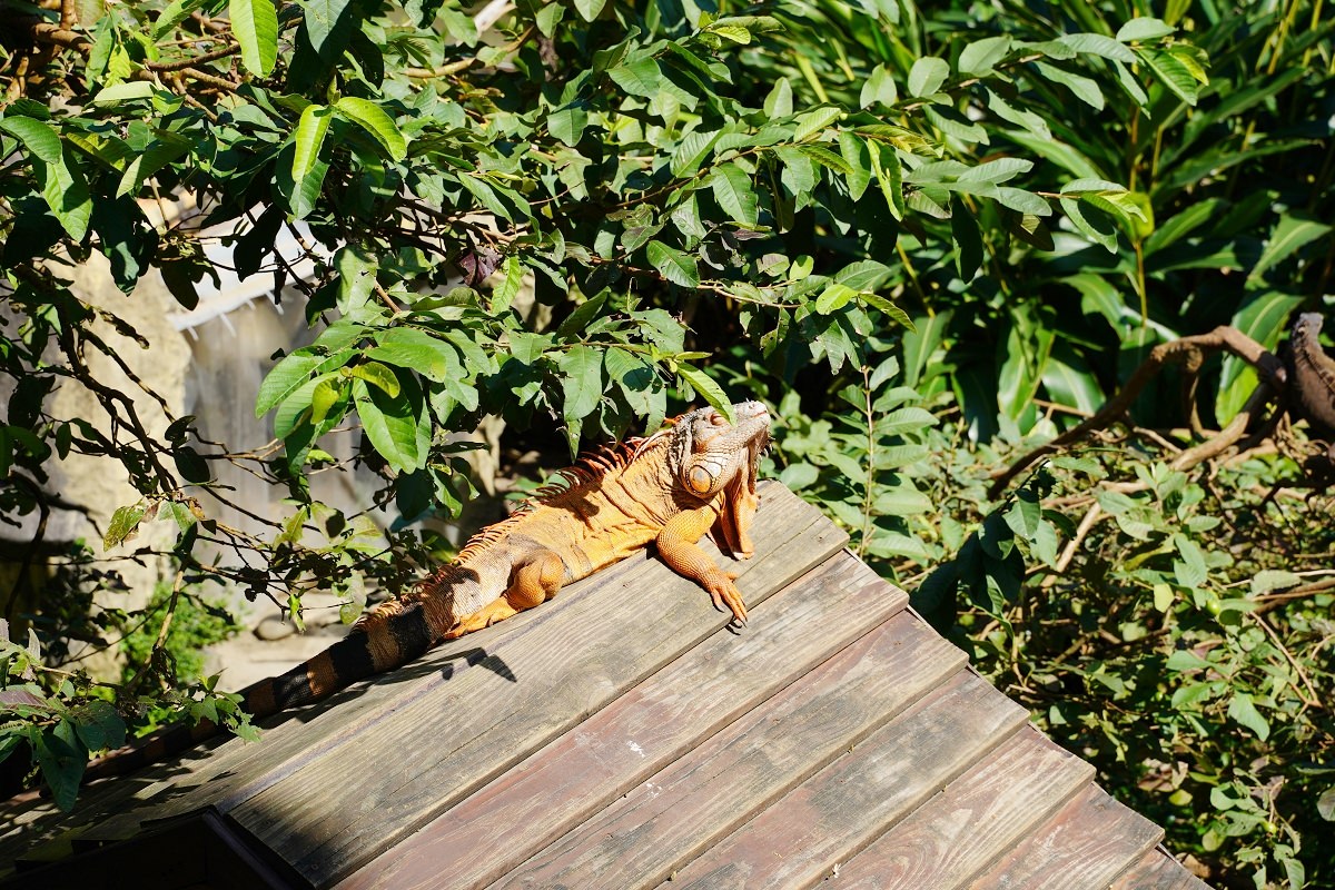 【台北親子景點推薦】全台佔地面積最大動物園 百年歷史創立於1914年 臺北市立動物園