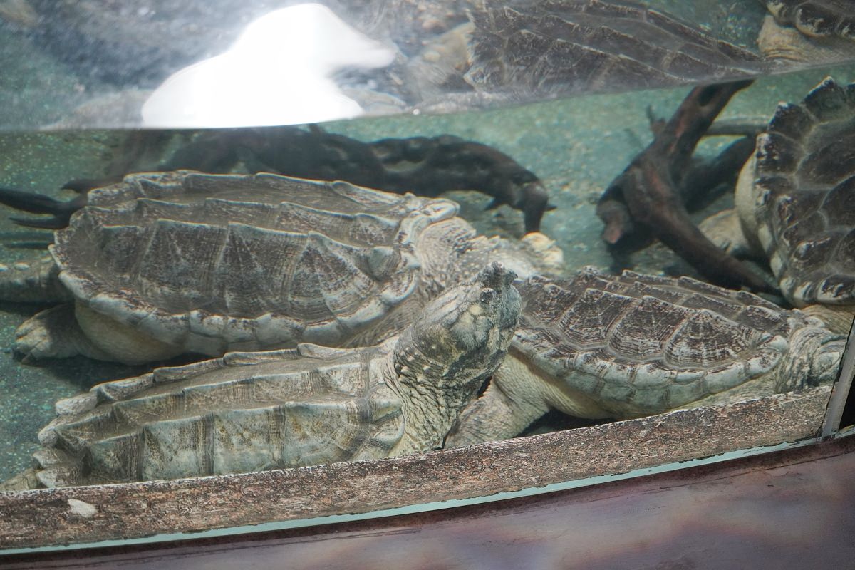 【台北親子景點推薦】全台佔地面積最大動物園 百年歷史創立於1914年 臺北市立動物園