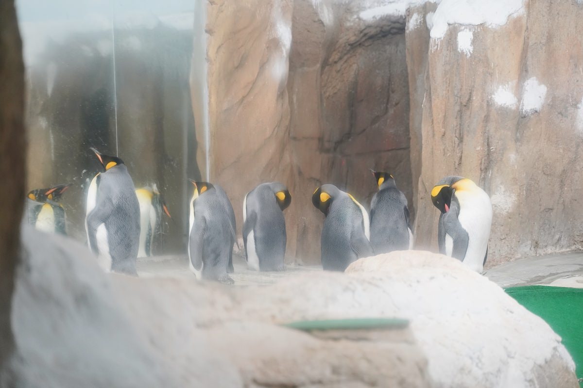【台北親子景點推薦】全台佔地面積最大動物園 百年歷史創立於1914年 臺北市立動物園