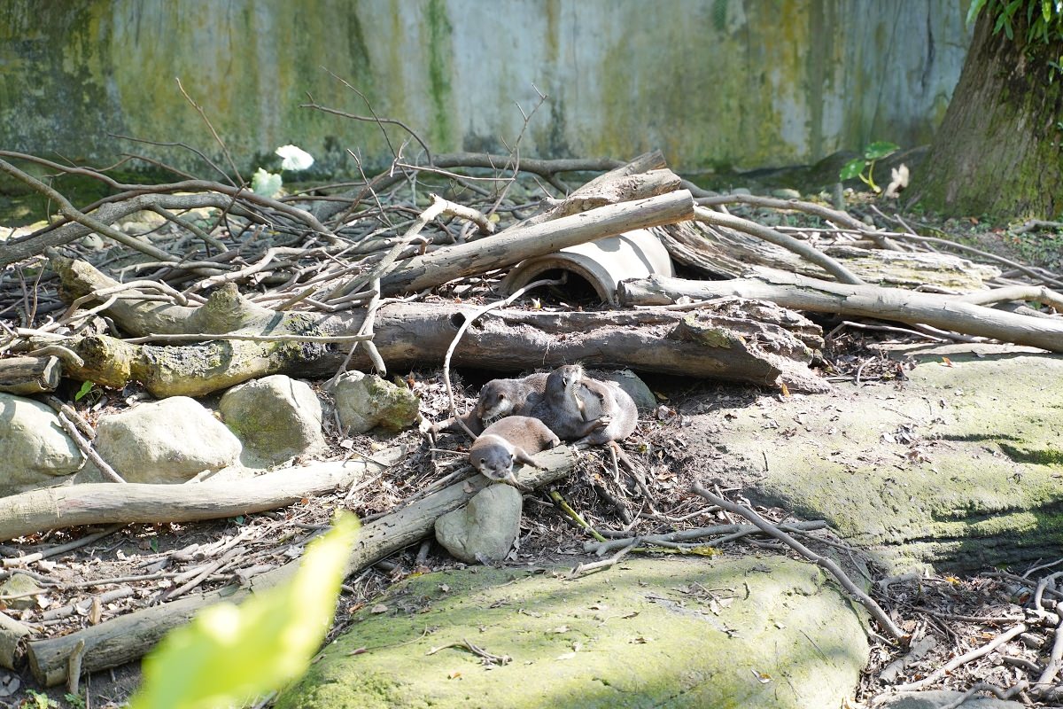 【台北親子景點推薦】全台佔地面積最大動物園 百年歷史創立於1914年 臺北市立動物園